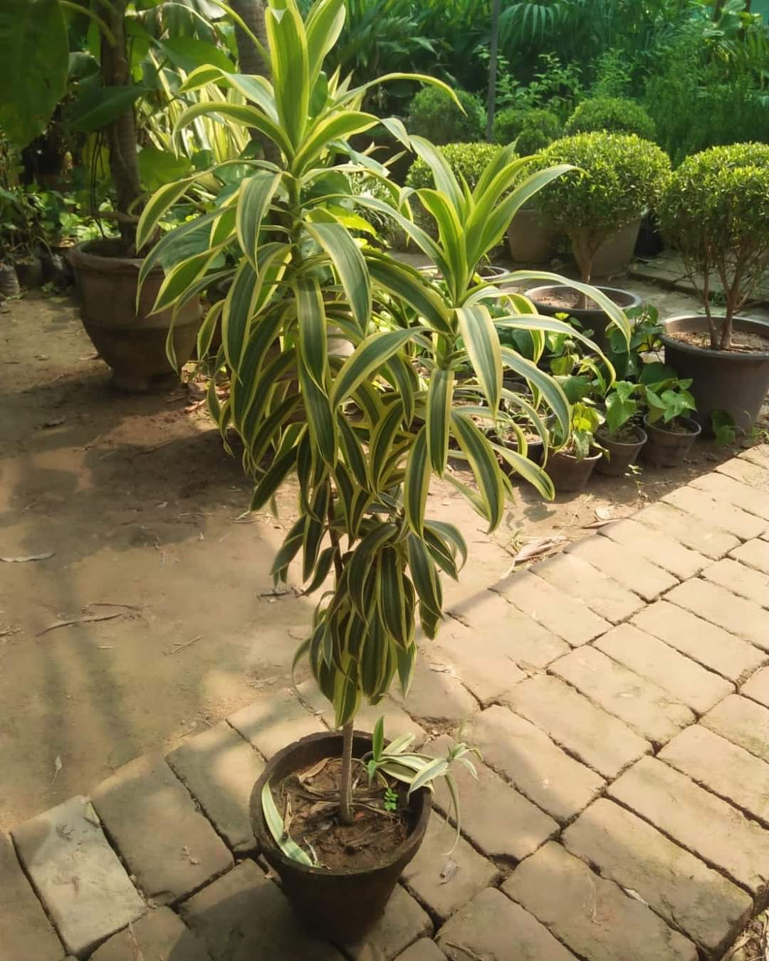 Song of India premium plant / only for bulk buyers 