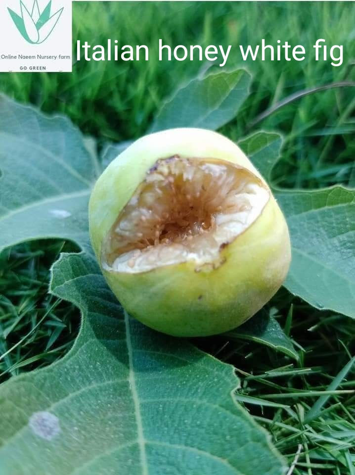 Italian honey white fig  cuttings for propagation ficus Carica 
