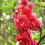 Thumbnail: Flowering peach plants- Red & pipermint color 