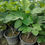 Thumbnail: Italian honey white figs  plants - ficus Carica 
