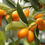 Thumbnail: Kumquat lemon tree / Only for bulk buyers 