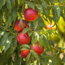 Thumbnail: Nectarine tree / Only for bulk buyers 