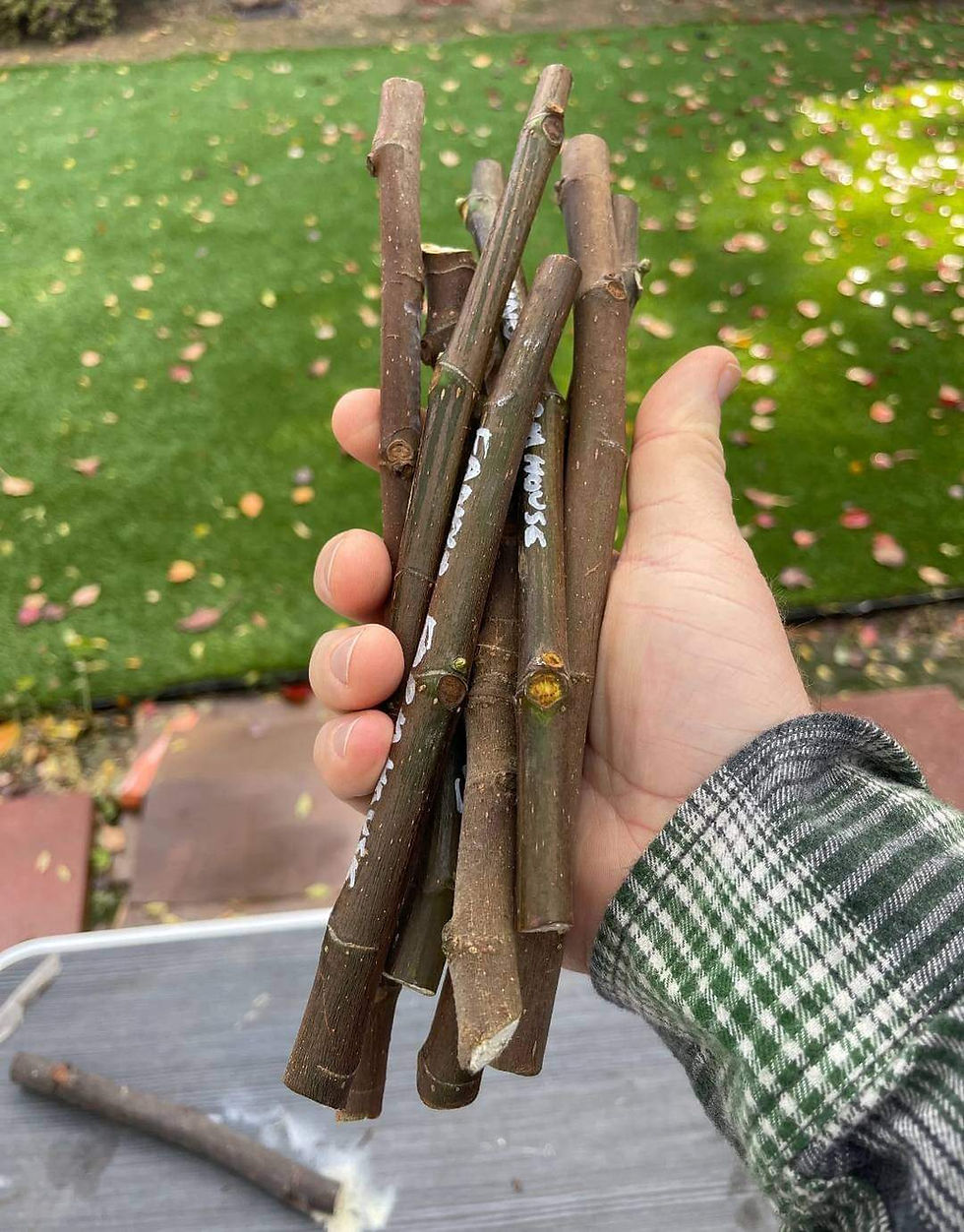 Thumbnail: Fıg Tree Cuttings, 12 Varıety 24  Fresh Cuttings