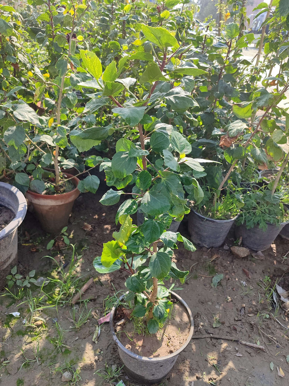 Thumbnail: Hibiscus Red Double / Only for bulk buyers 