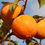Thumbnail: Persimmon hachiya live plants - only for bulk buyers 