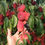 Thumbnail: Donuts peach/ flat peach plants / only for bulk buyers 