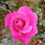 Thumbnail: Rose plant /  30 Colors / Only for bulk buyers 