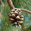 Thumbnail: Chir Pinus ( pinus Roxburghii ) seeds  
