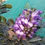 Thumbnail: Safoora high fragrant plant / Only for bulk buyers 