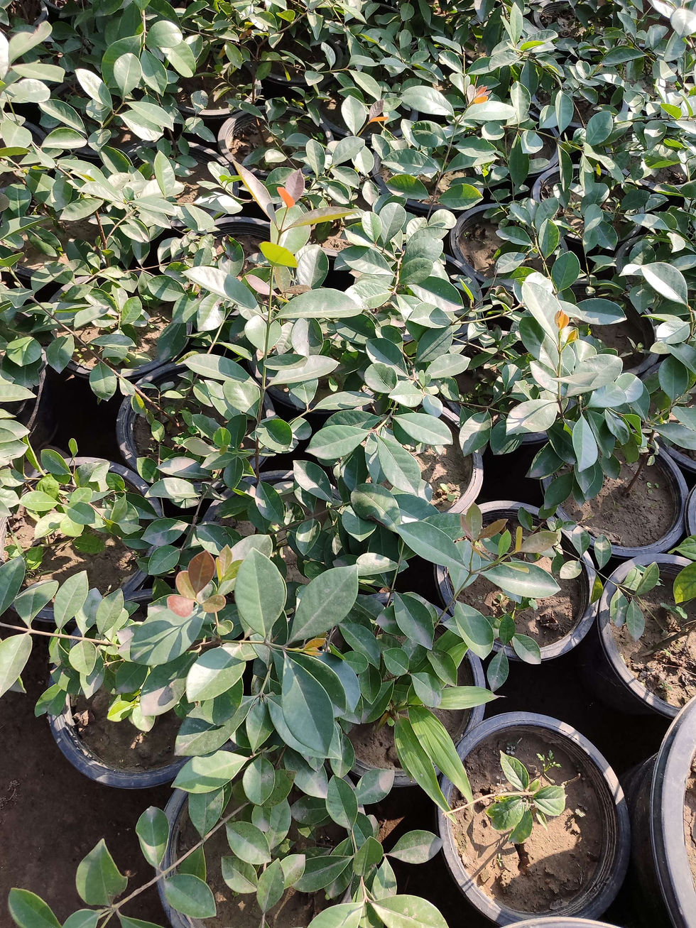 Thumbnail: Strawberry guava plants / for  wholesalers 