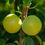 Thumbnail: Pakistani green sour plum/ only for bulk buyers 