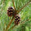 Thumbnail: Chir Pinus ( pinus Roxburghii ) seeds  