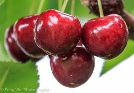 Royal Red cherry tree/ Only for bulk buyers 
