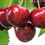 Thumbnail: Royal Red cherry tree/ Only for bulk buyers 