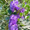 Thumbnail: Safoora high fragrant plant / Only for bulk buyers 