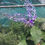Thumbnail: Petrea vine plant / Only for bulk buyers 