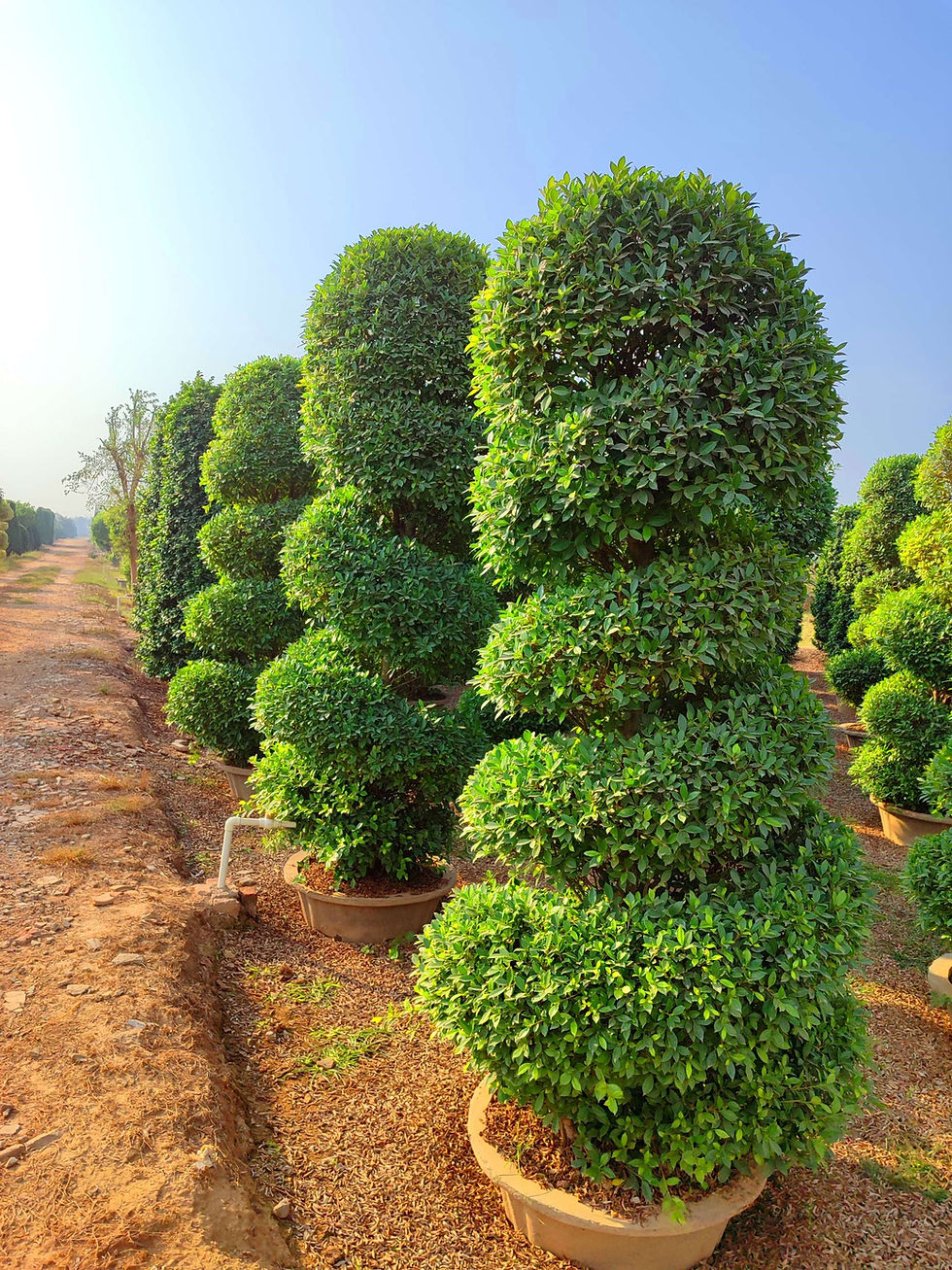 Thumbnail: Sami miniature spiral/ Only for bulk buyers 