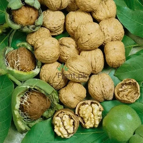 Walnuts kaghazi live plants / only for bulk buyers