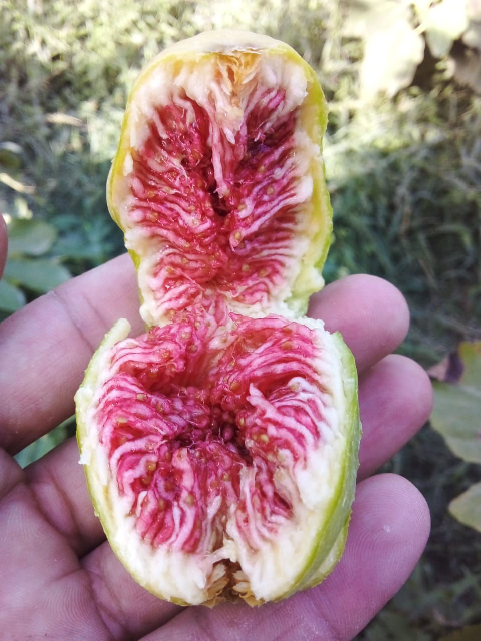Thumbnail: Fıg Tree Cuttings, 12 Varıety 24  Fresh Cuttings