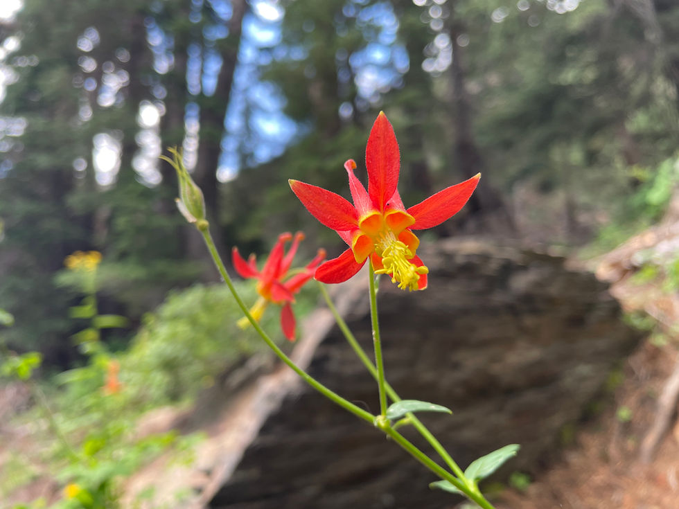 Columbine wildflower in the California Sierra.