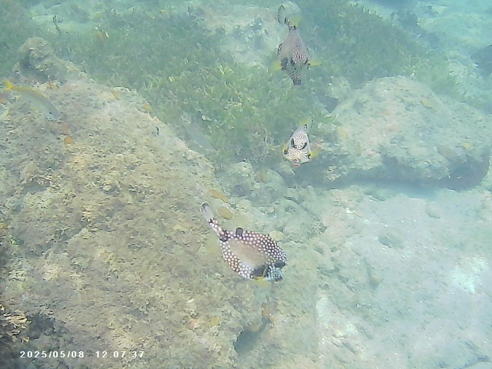 Three dotted puffer fish.