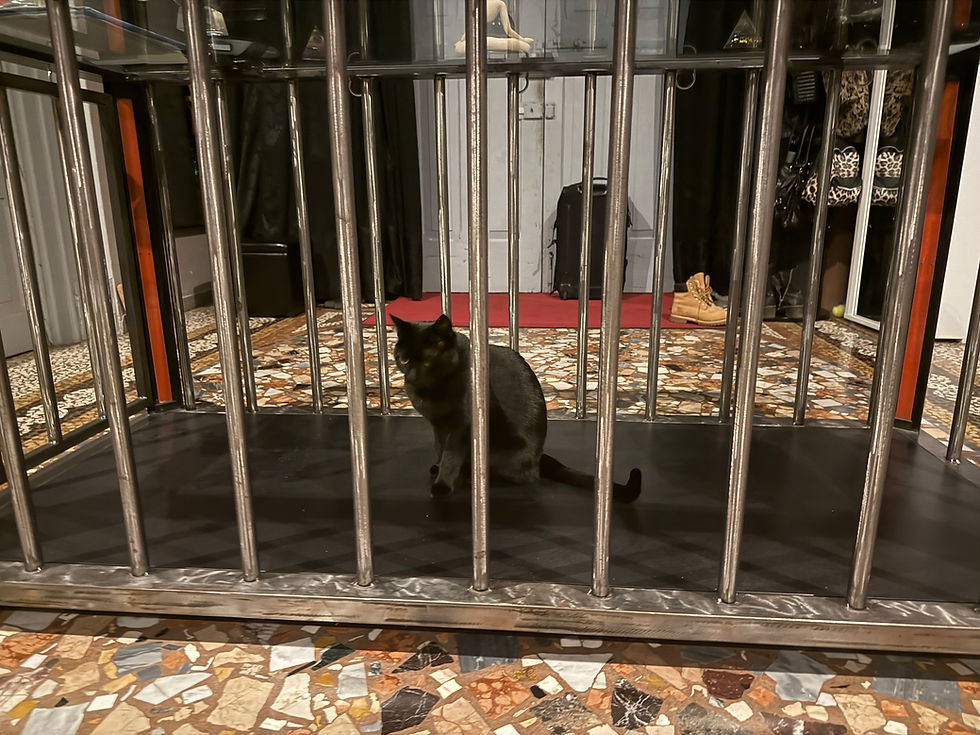 Black cat inside a steel cage. 