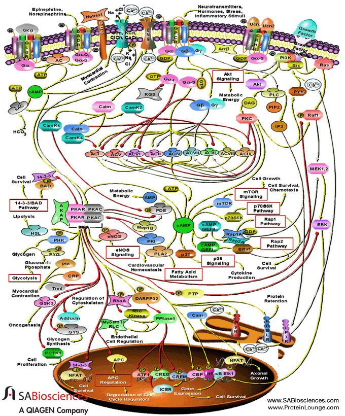 Intracellular signaling pathways.