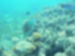 Parrot fish and coral.
