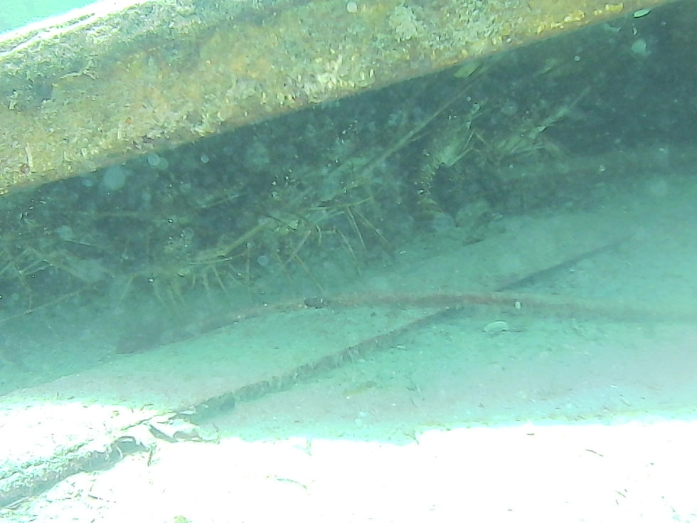 Lobster under sunken boat.