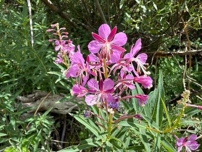 Wildflowers