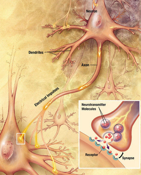 Drawing illustrating the process of synaptic transmission in neurons.