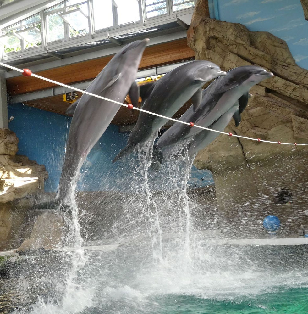 Delfin 13