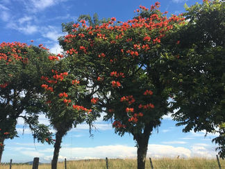 Morro do Jacu em Araquari/SC, conhece?