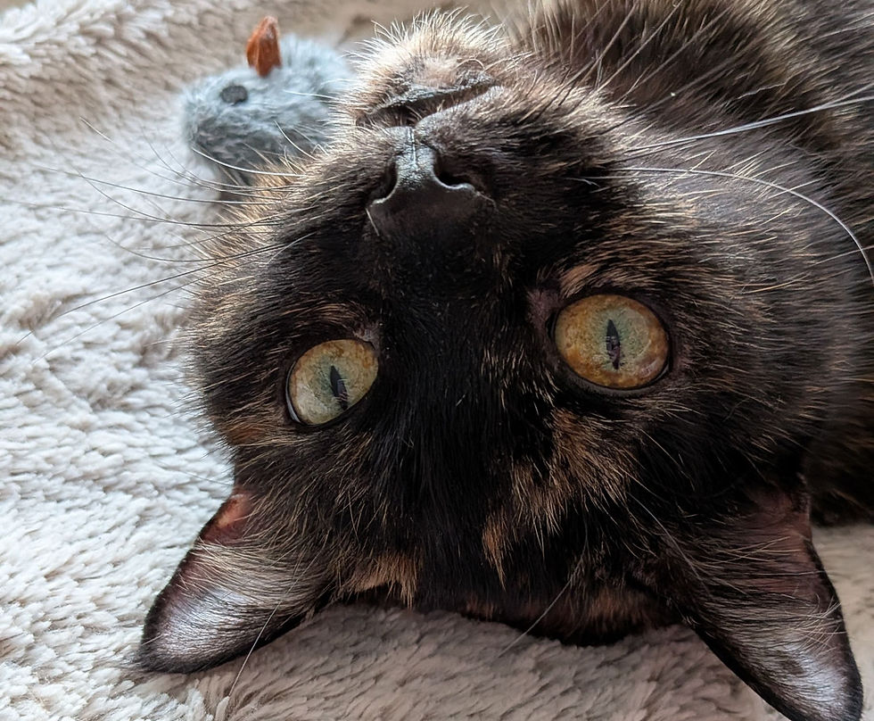 Preparing Your Cat for Bonfire Night