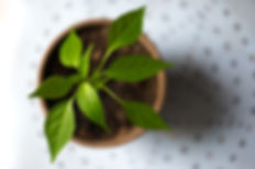 young-plant-green-pot-615304.jpeg