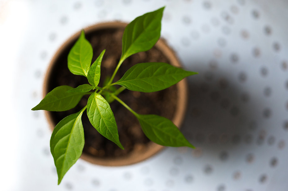 young-plant-green-pot-615304.jpeg