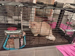 Kater Ragnar auf Abwegen