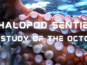 Cephalopod Sentience - the study of the octopus