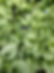 pexels-innature-1032814.jpg