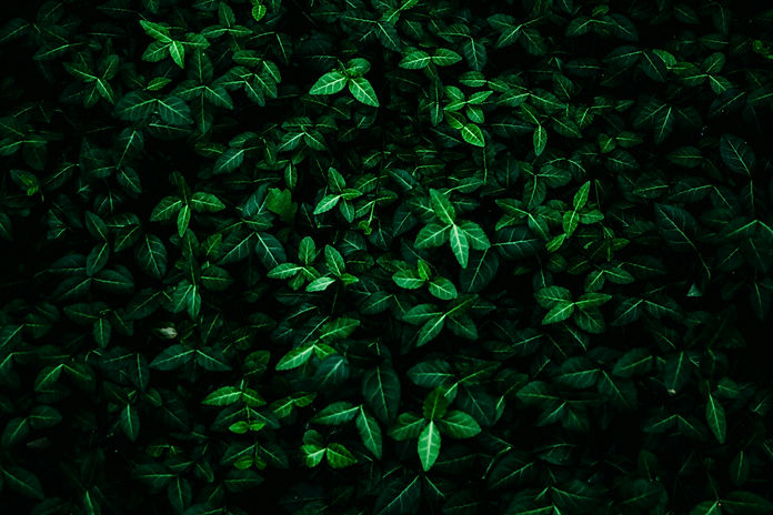 pexels-dariuskrs-2609107.jpg