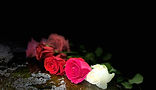 roses_edited.jpg