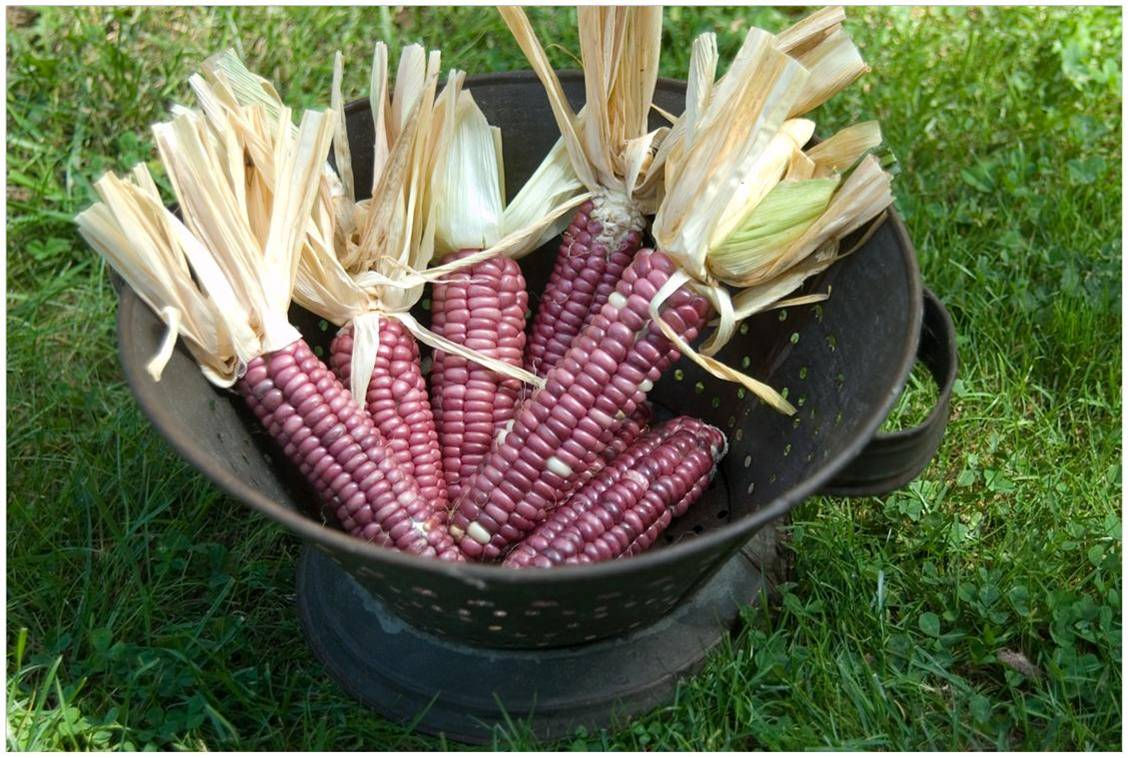 Tutelo Strawberry Flour Corn