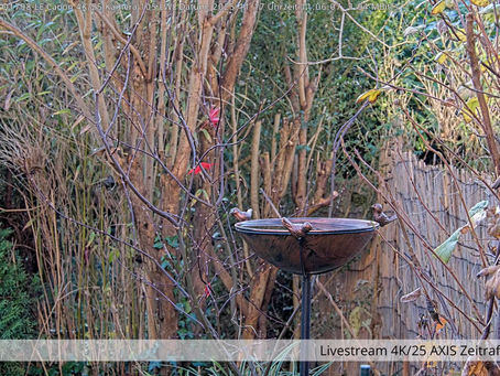 ZEITRAFFER + LIVESTREAM