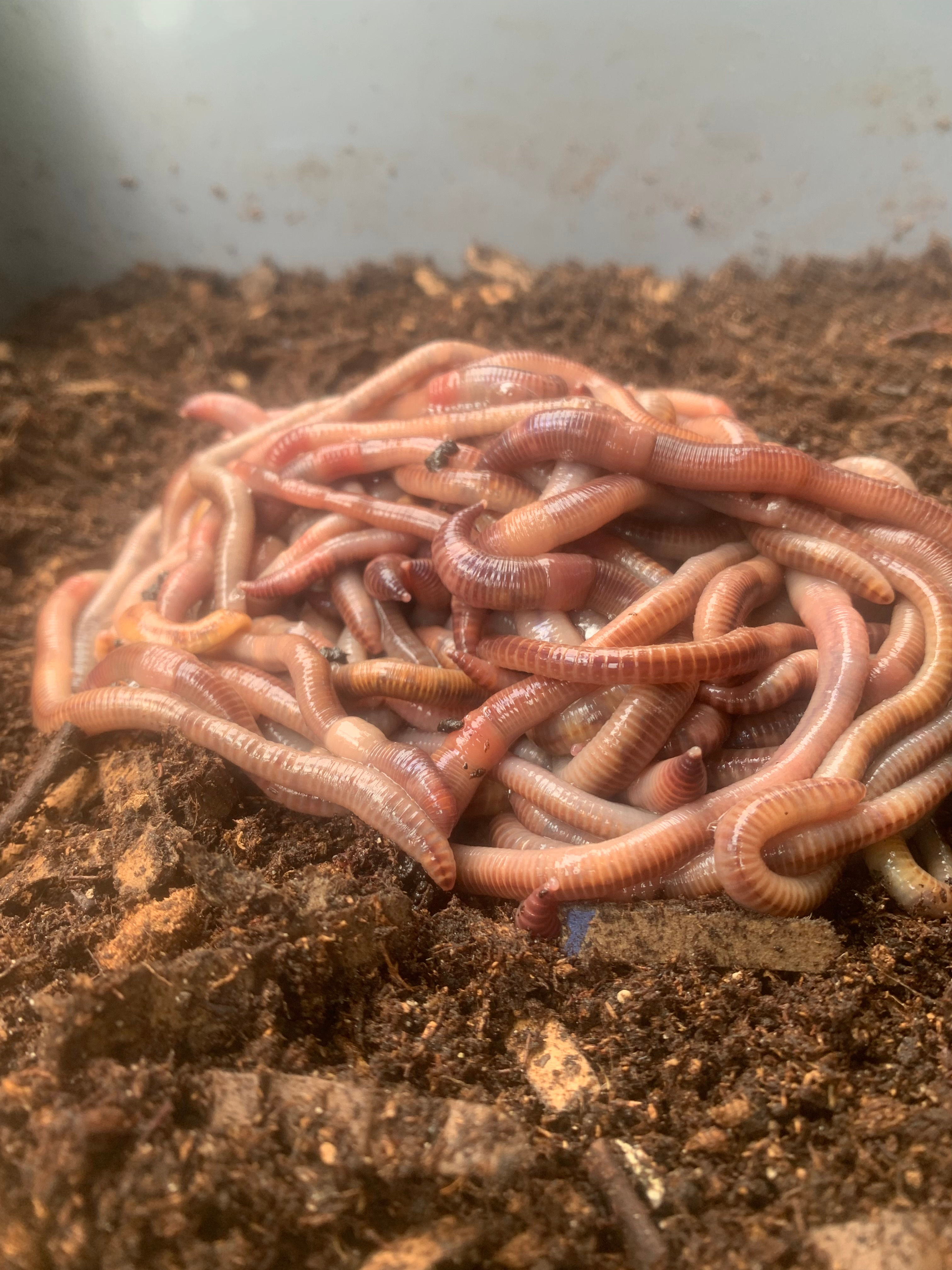 European Nightcrawlers (Eisenia Hortensis)