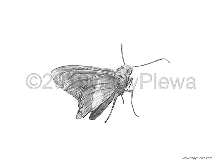 Silver-Spotted Skipper