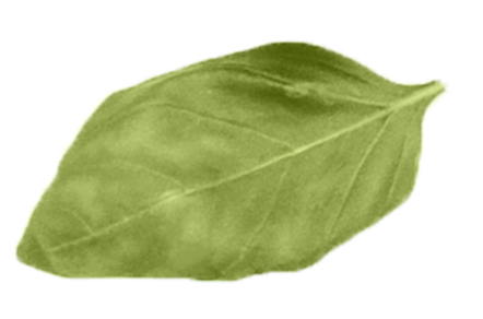 Stevia leaf