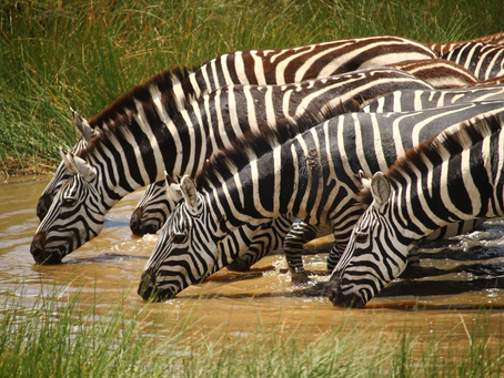 The Lenses & Filters of The Creative Eye 02: TheFilters of Proximity, Space & Similarity