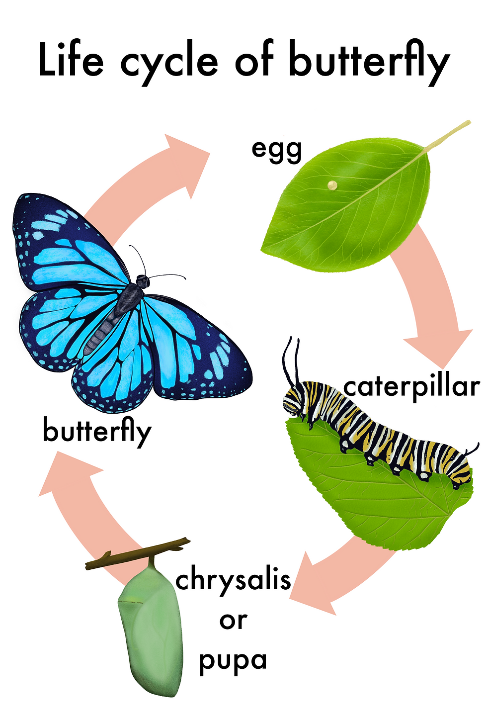 Thumbnail: Life cycle of butterfly Three parts cards and poster