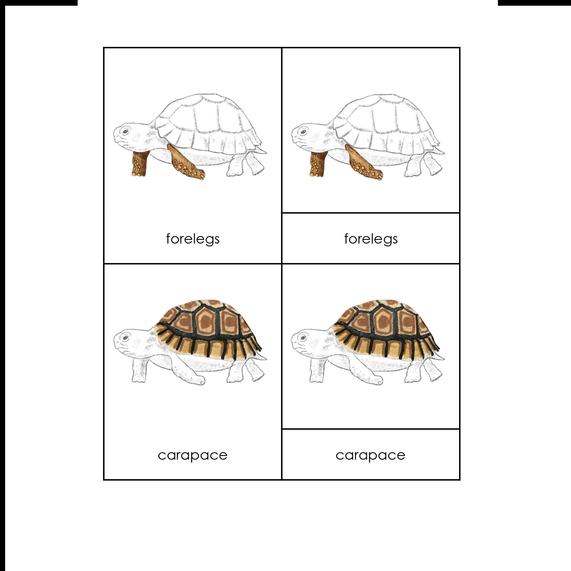 Montessori three parts cards Parts of turtle