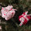 Thumbnail: Christmas Present Ornaments